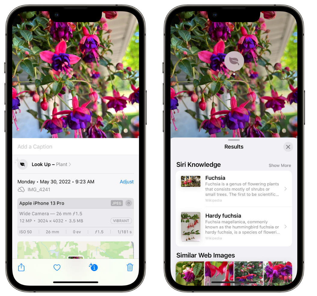 南芬苹果手机维修分享小技巧：使用 iPhone 相机识别花卉植物 